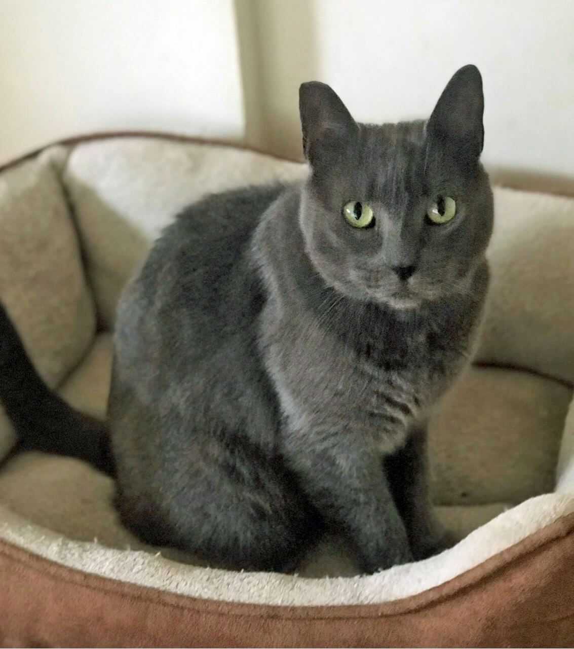 ms grey the rescued cat in her bed