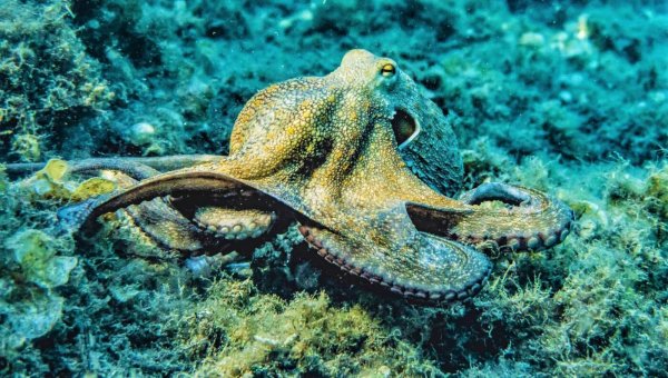 Octopuses Have Three Hearts—Urge Spain to Have Just One for Cephalopods