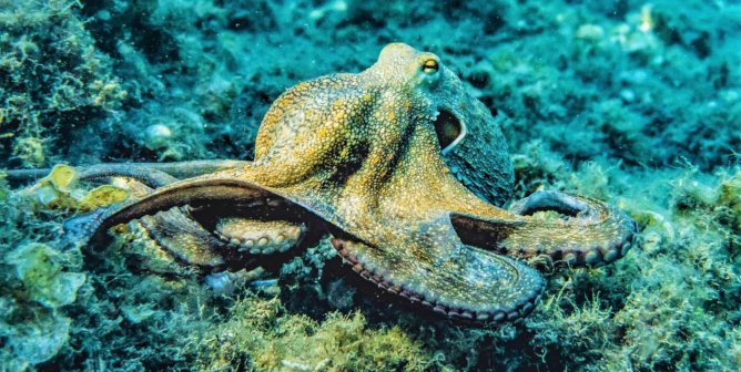Octopus with yellow spots in ocean