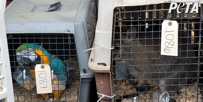 Parrot and Wallaby in cages at auction