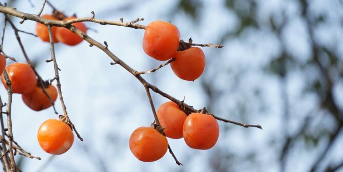 For Groundhog Day, PETA Offers a New Folklore-Based Forecaster: A Persimmon Tree!