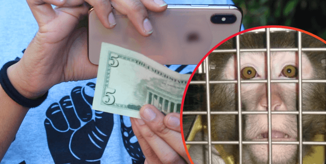 augmented reality tool by peta