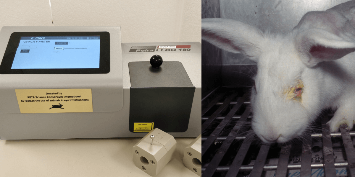 Science Consortium Donation to Help End Rabbit Eye Test PETA