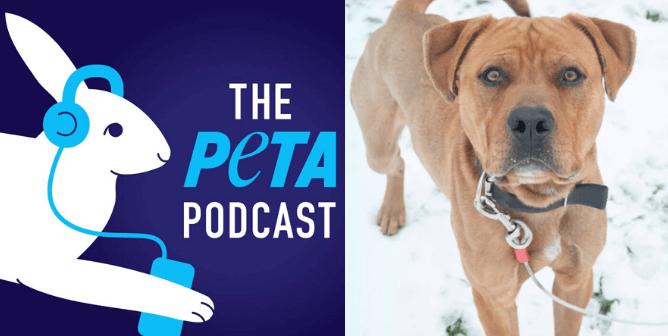 podcast for cold dogs