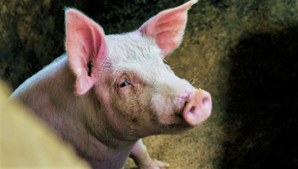 Urge American Veterinary Medical Association to Oppose Inhumane ‘Depopulation’ of Animals!