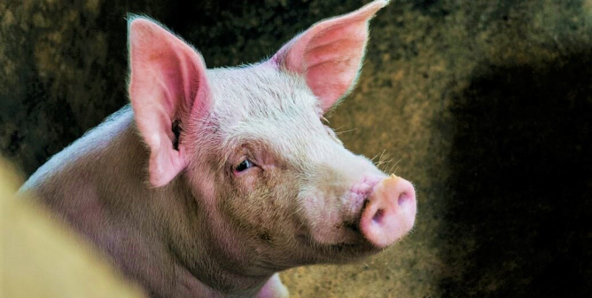 Sad pig on dirt floor