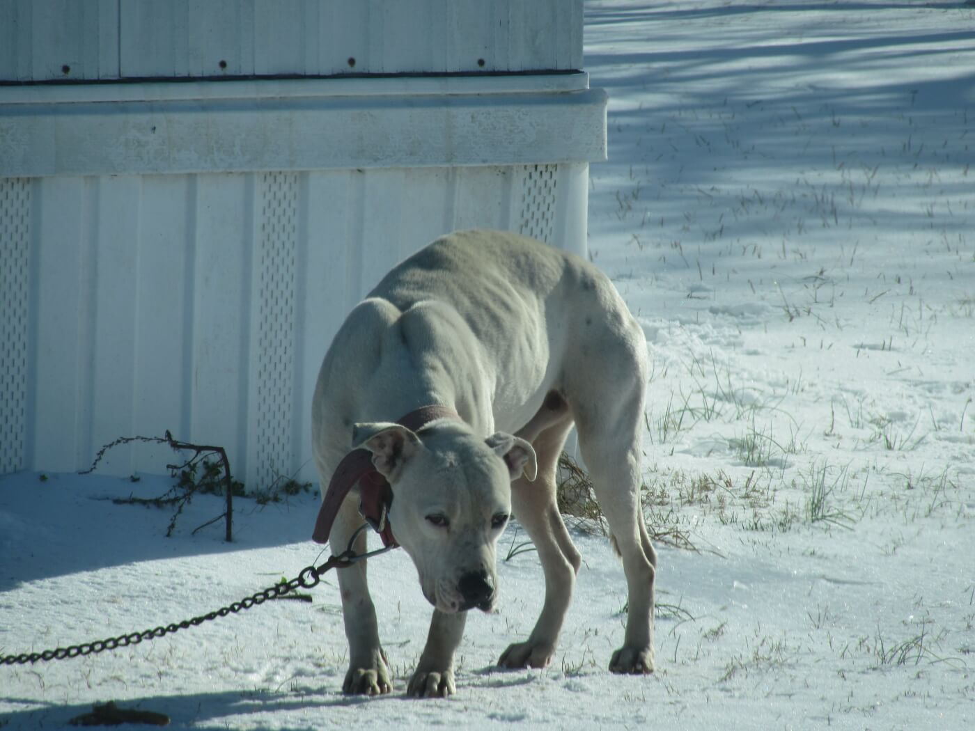 Skinny white dog in snow