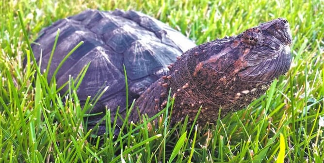 Snapping turtle in green grass