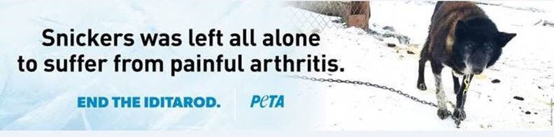 snickers was left all alone to suffer from painful arthritis. end the iditarod