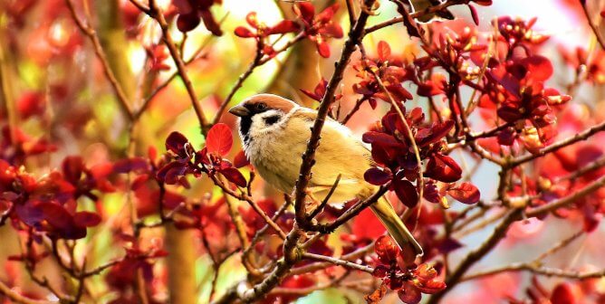 Court Rules LSU Must Hand Over Bird-Experiment Records to PETA