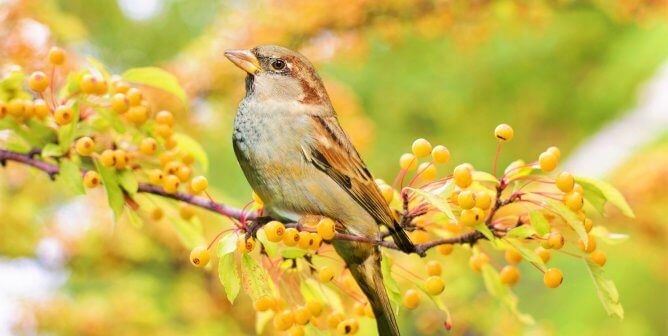 Victory! PETA Wins Big for Birds in Lawsuit Against LSU