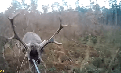 Caught on Camera: Polish Hunter’s Eye Gouged by Stag During Escape