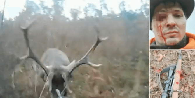 stag gouges polish hunter