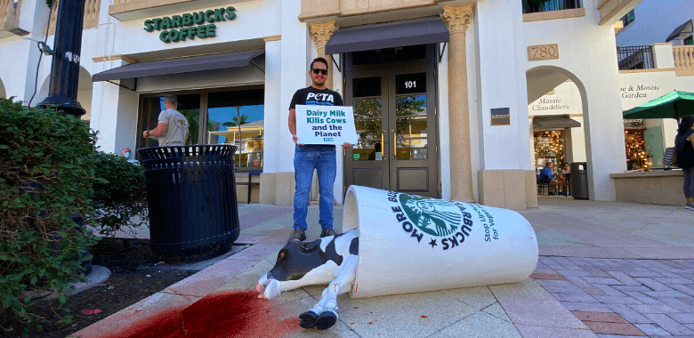 ‘Dead Calf’ at Starbucks? PETA Challenges Vegan Upcharge