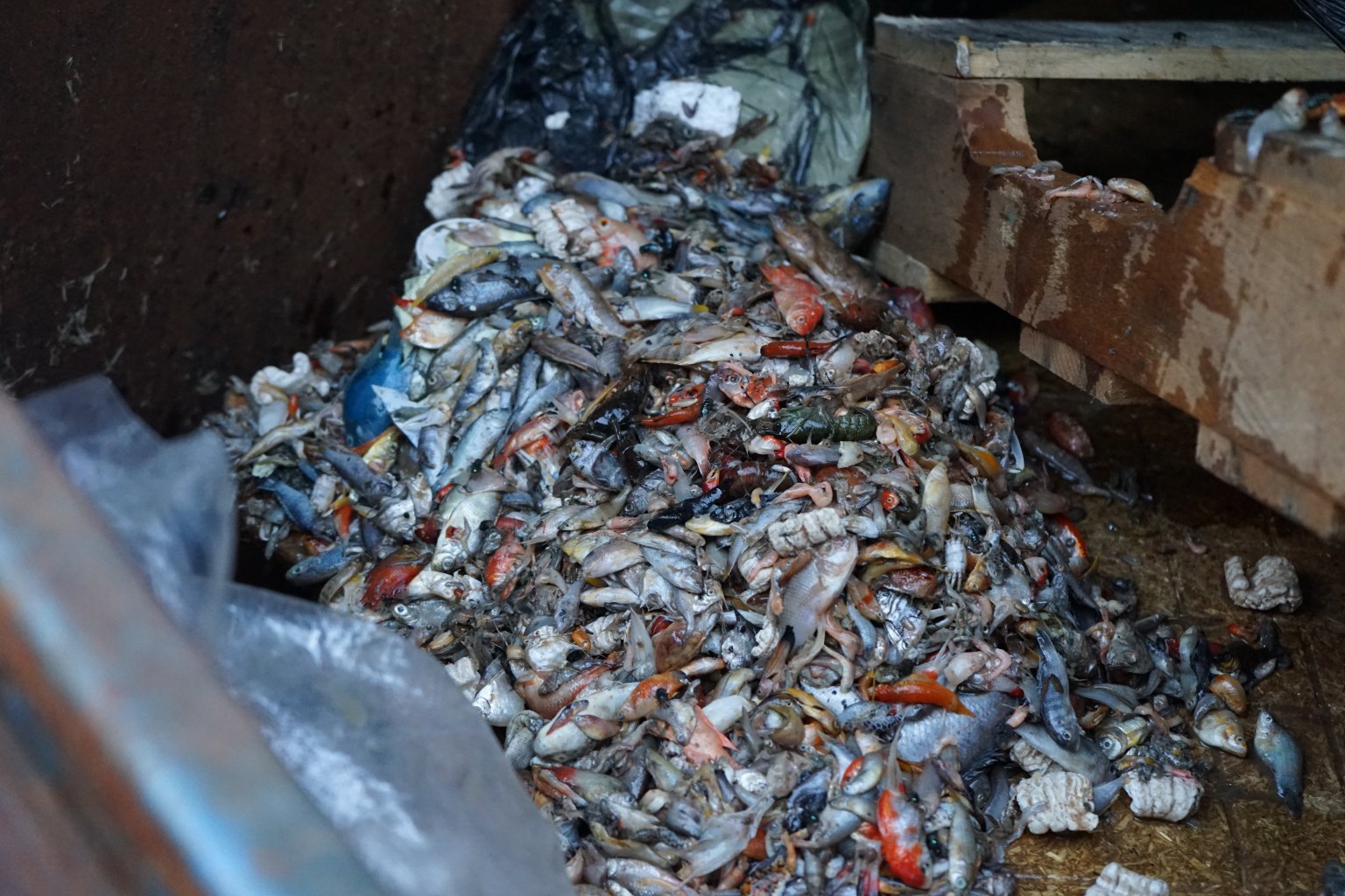 PetSmart/Petco Supplier Tosses Out Dead Animals Like Trash PETA