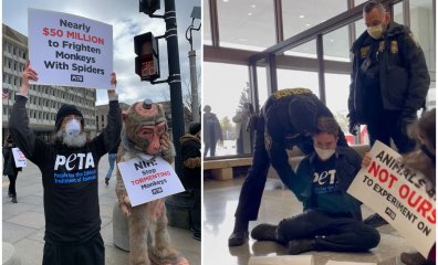 WATCH NOW: PETA Supporters Just Arrested at HHS Over ‘Monkey Fright’ Lab