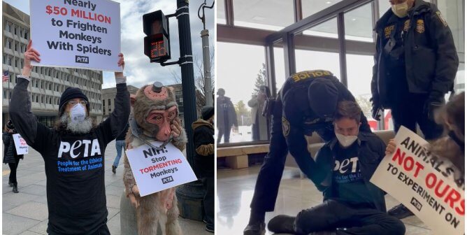 WATCH NOW: PETA Supporters Just Arrested at HHS Over ‘Monkey Fright’ Lab
