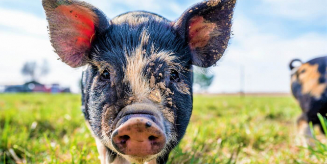 Black and pink pig on grass