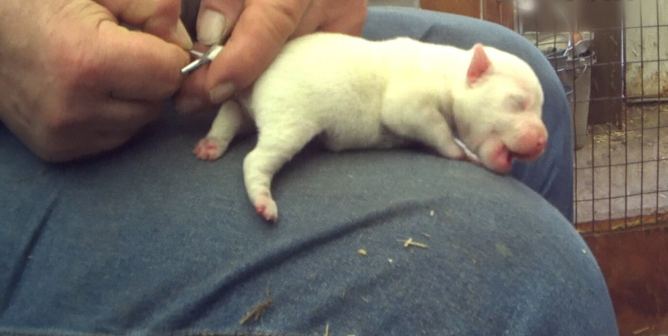 ‘Is It Cruel to Dock a Dog’s Tail?’