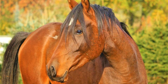 brown horse in front of trees