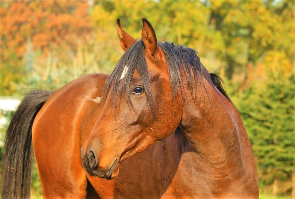 brown horse in front of trees