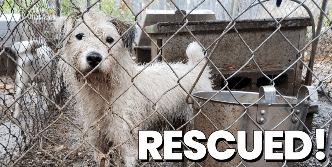 Dogs Rescued From Breeder’s Kennel After 4 Days of Persistent Calls and Protests by PETA Supporters