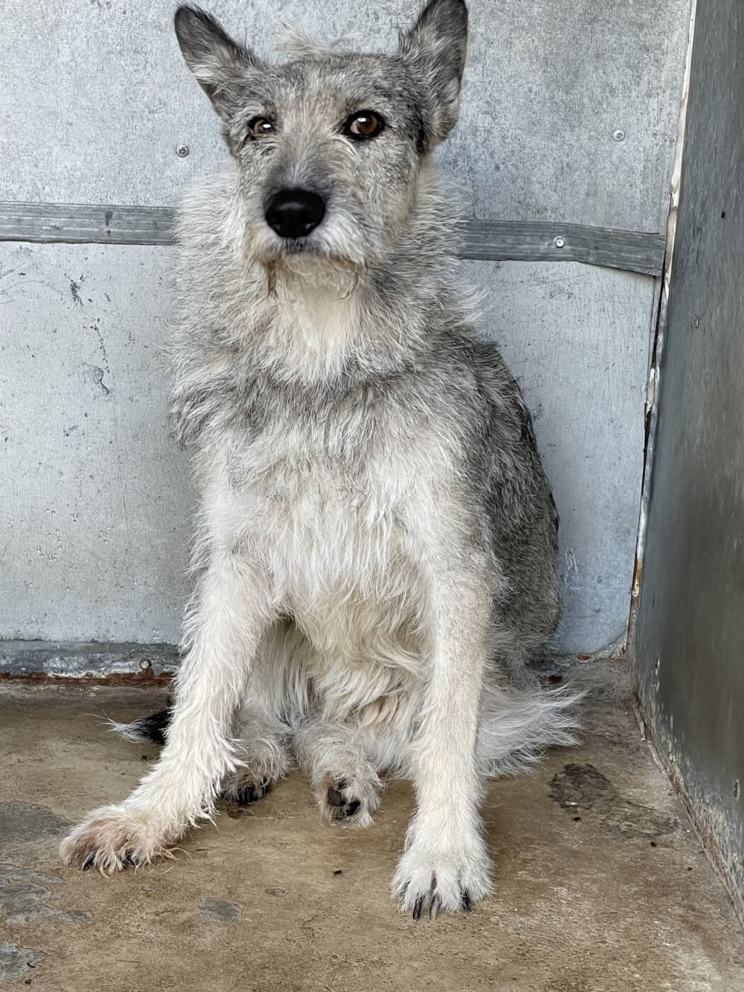 PETA Germany Saves Lives in Ukraine https://www.peta.org/wp-content/uploads/2022/02/ATYA-scaled.jpg