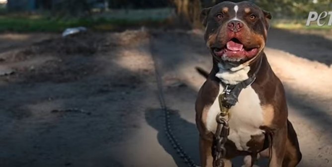 Invisible Dogs – These Dogs Are Chained Up All Day