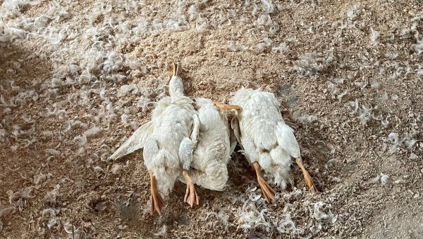 Another ‘Humane’ Farm Exposed: Live Ducklings Ground Up, Mothers ‘Gang Raped’