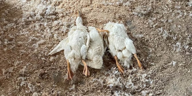 Another ‘Humane’ Farm Exposed: Live Ducklings Ground Up, Mothers ‘Gang Raped’