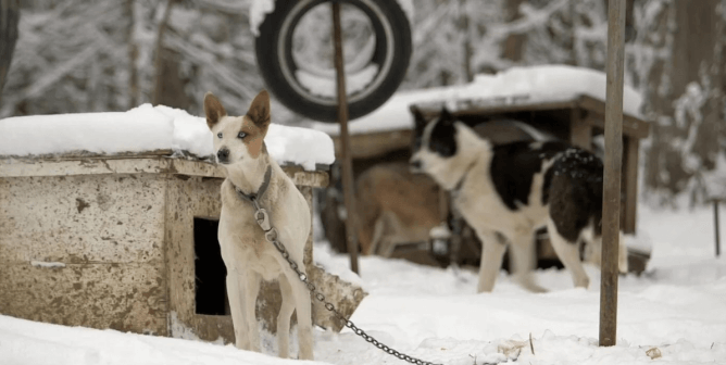 Dogs Suffer When Used for Sledding: Watch ‘Dogs in Distress’