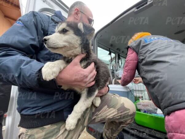 740+ Animals Rescued From War-Torn Ukraine