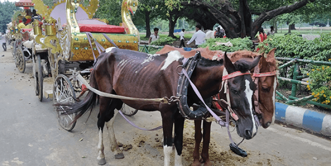 Skinny horses pull carriage in Kolkata