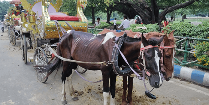 Suffering in the ‘City of Joy’: Injured, Sick Horses in India Need Your Help