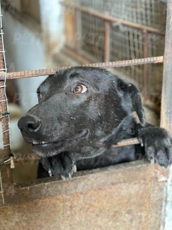 Nearly 1,000 Animals Rescued From War-Torn Ukraine