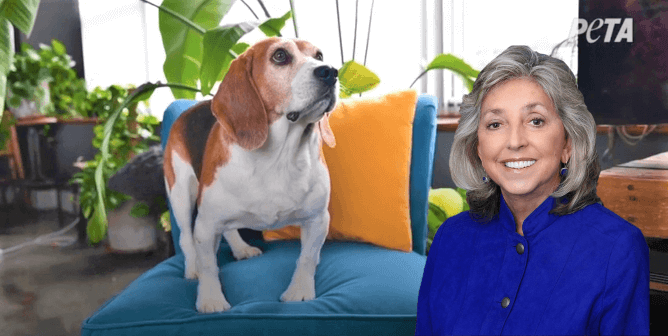 Samson rescued from Envigo, Rep Dina Titus