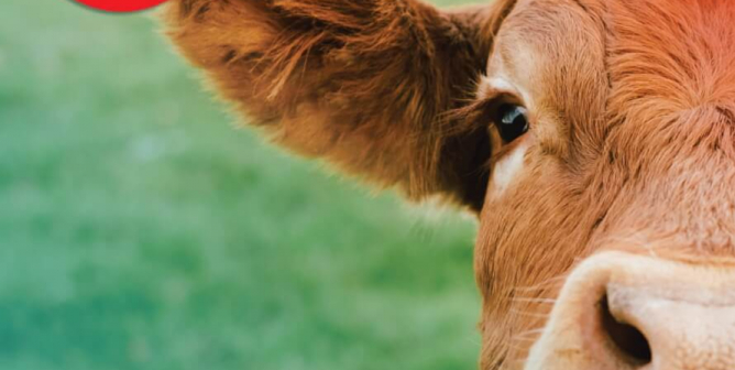 Want To Help Animals? Join Students Opposing Speciesism