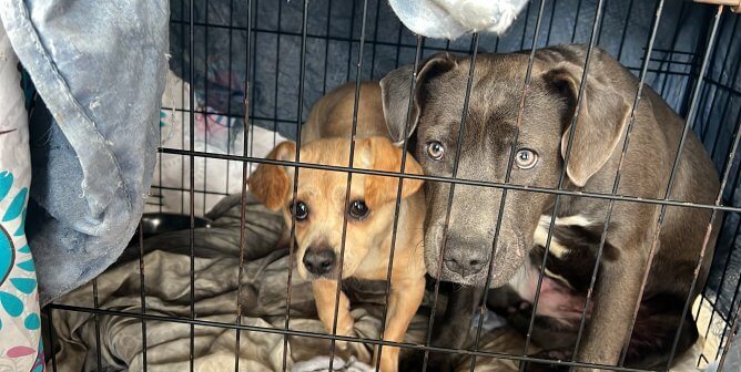 Two dogs in crate Charlie and Diamond rescued by PETA