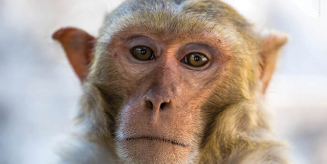 UW: Close The Cruel Primate Research Center