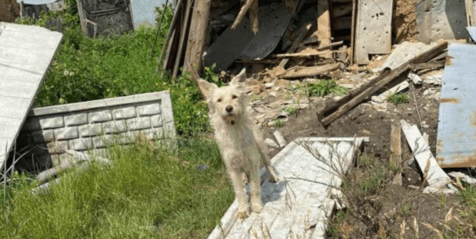 War Zone Rescues: Saving Lives in Ukraine