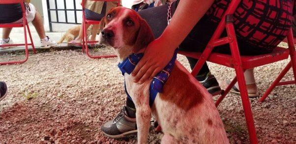 It Was a Spay/Neuter Kind of Valentine’s Day in Cancún