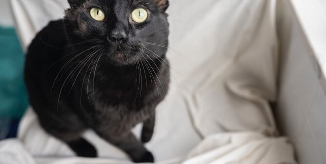 You Don’t Have to Wait for ‘Hocus Pocus 2’—Binx Is Ready to Meet You