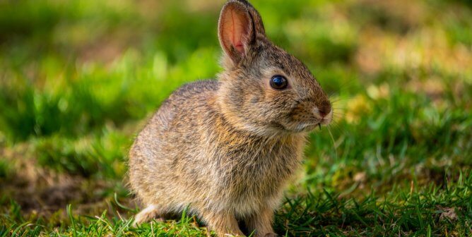 Teacher’s Guest Kills Rabbits Before Dissecting the Animals at a Canadian Elementary School