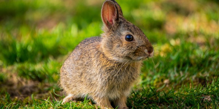 Rabbits Killed In Front Of Students At Canadian Elementary School PETA rabbits-killed-in-front-of-students-at-canadian-elementary-school-peta