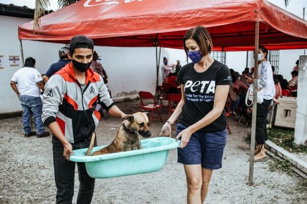 It's a Spay/Neuter Valentine's Day in Cancún