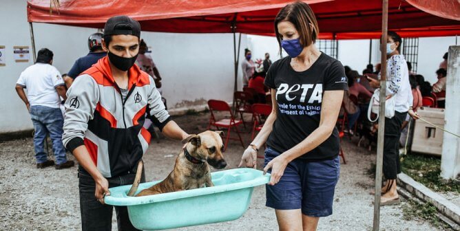 PETA Shares the Valentine’s Day Love With Dogs in Cancún (Photos)