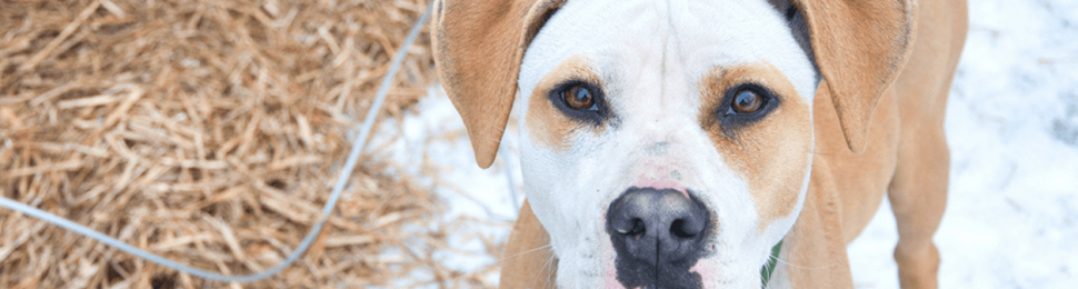 Cold white and brown dog in snow