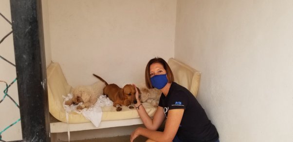 It's a Spay/Neuter Valentine's Day in Cancún