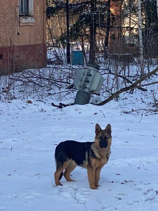 Dog and missile