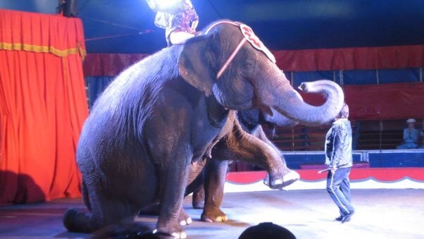 Elephant forced to perform at circus world